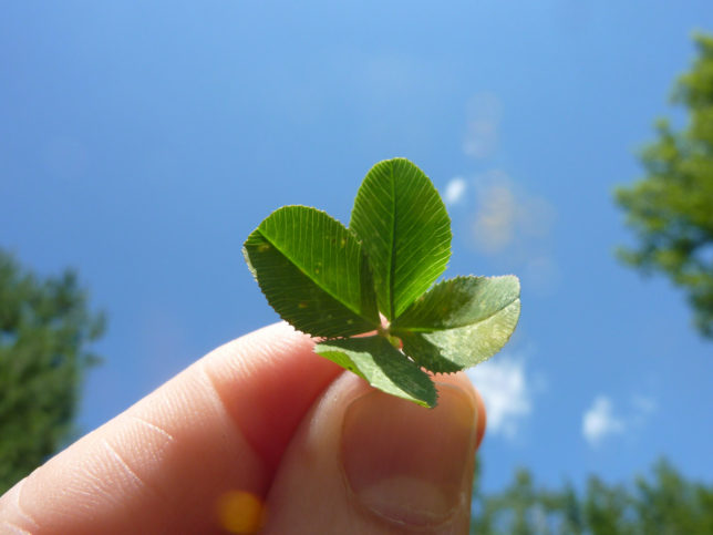 Four-Leaf-Clover