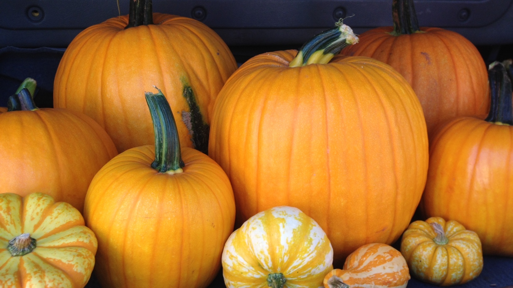 closeup.pumpkins_