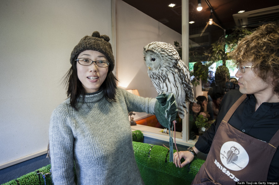 People Appreciate Exotic Birds At Bird Cafe In Tokyo