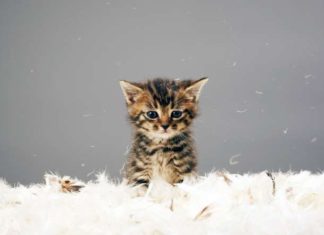 Домашната котка е сред верните приятели на хората