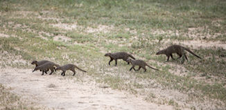 Meerkat (Timon from Lion King) invasion! -)