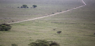 serengeti10