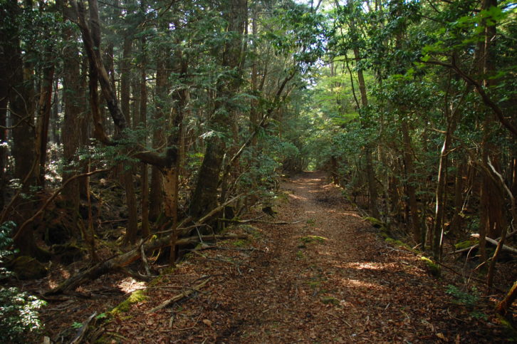 Aokigahara, Japan