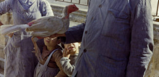Fighting cock, San Fernando, 1954