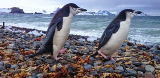 according-to-garfors-penguins-in-their-real-environment-are-a-must-see-they-are-incredible-swimmers-and-posers