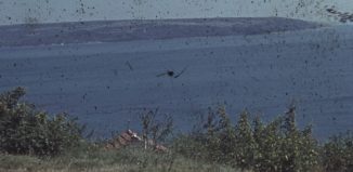 България през 1960 г.