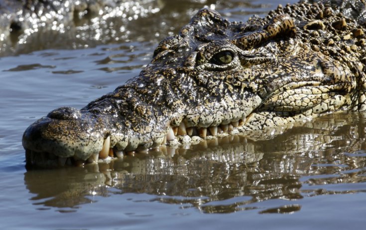 крокодили