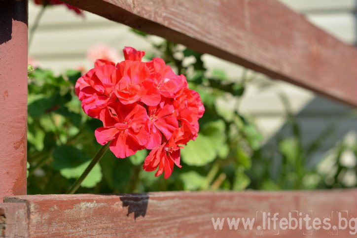 geranium-902220_1920-724x483 11