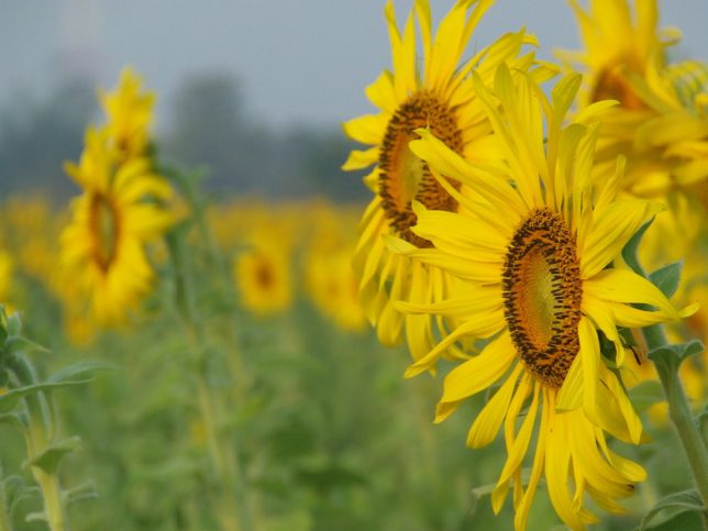 sunflowers