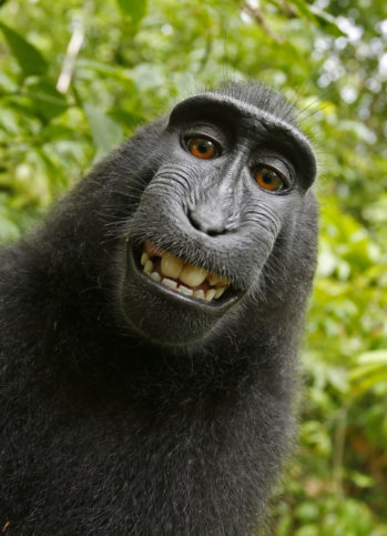 PIC BY A WILD MONKEY / DAVID SLATER / CATERS NEWS - (PICTURED: One of the photos that the monkey took with Davids camera. 1 of 2: This photo was the original photo the monkey took) - The photographer behind the famous monkey selfie picture is threatening to take legal action against Wikimedia after they refused to remove his picture because ‘the monkey took it’. David Slater, from Coleford, Gloucestershire, was taking photos of macaques on the Indonesian island of Sulawesi in 2011 when the animals began to investigate his equipment. A black crested macaque appeared to be checking out its appearance in the lens and it wasn’t long before it hijacked the camera and began snapping away. SEE CATERS COPY.