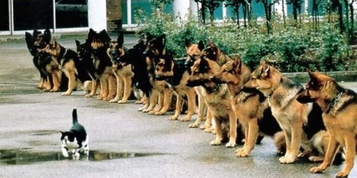 police dogs кучета полицаи