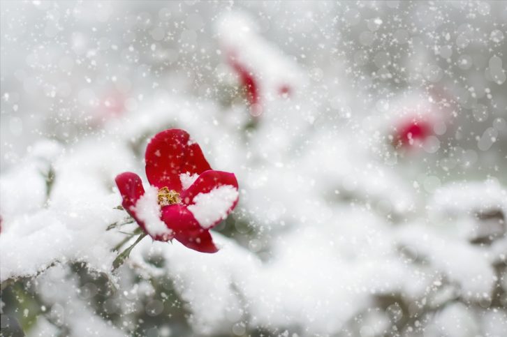 red-rose-snow