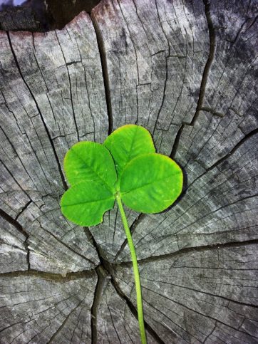 four-leaf-clover