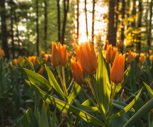 tulip field