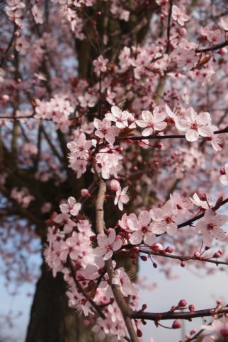 cherry-blossom