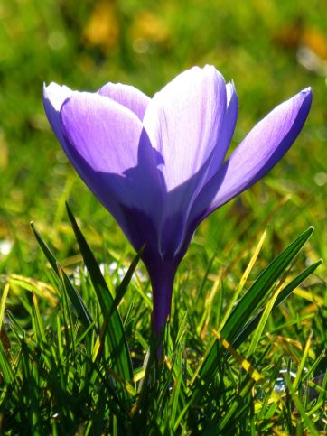 crocus