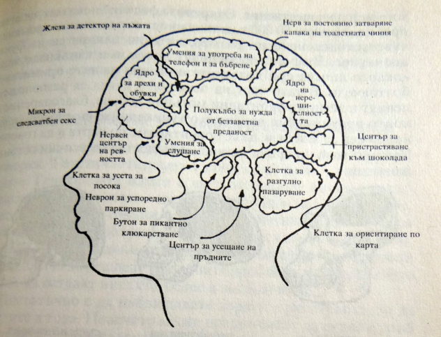 женският мозък