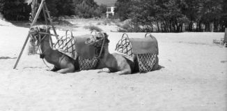 Слънчев бряг, 1968 г.