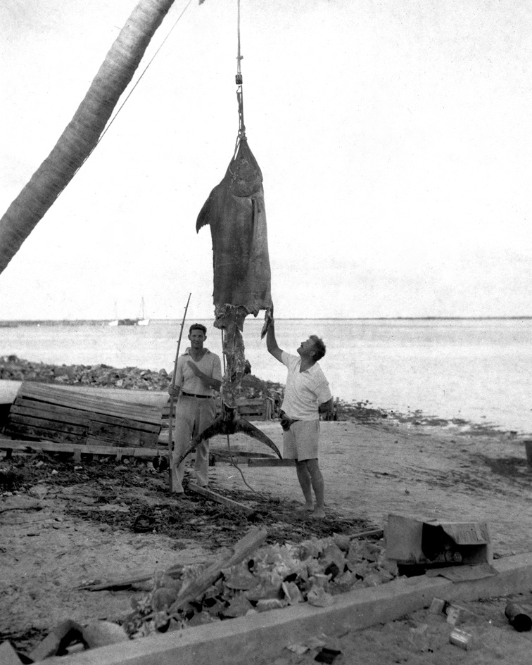 EH 8264P Henry "Mike" Strater and Ernest Hemingway with "apple-cored" marlin. Bimini, Cat Cay, 1935. Photograph in the Ernest Hemingway Photograph Collection, John F. Kennedy Presidential Library and Museum, Boston.