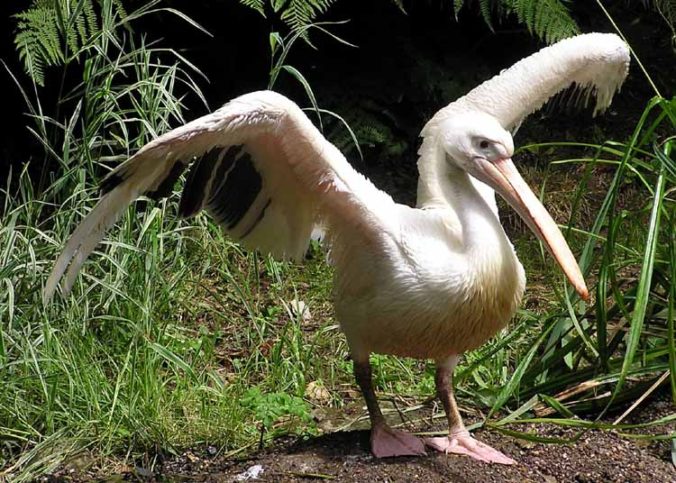 Розовият пеликан се води изчезнал от фауната на България. Снимка: Уикипедия
