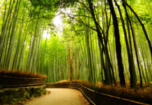 бамбуковата гора Сагано