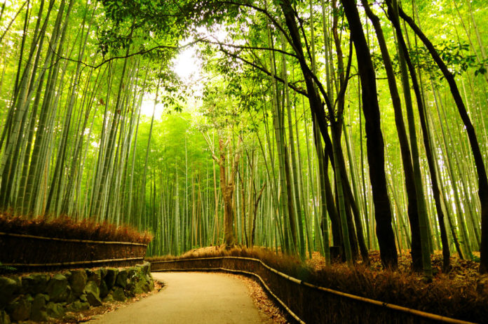 бамбуковата гора Сагано