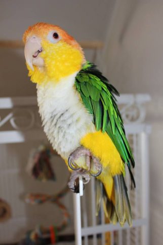 папагал