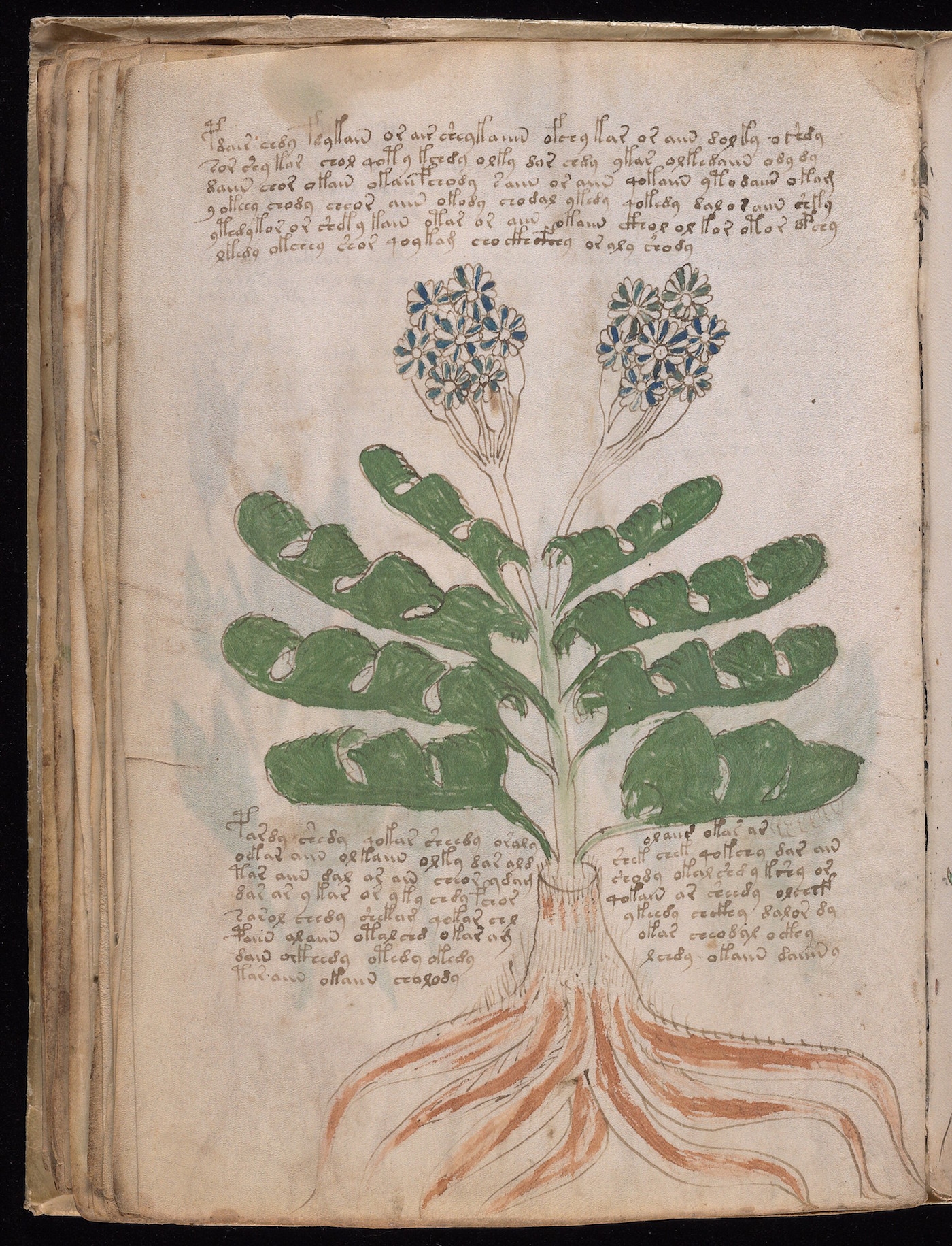 voynich16a