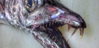 12473555005_421ef91891_o