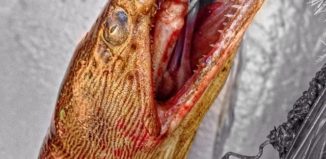 12493868585_09afcffd75_o