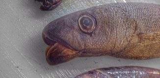 12712486033_74eeb4239d_o