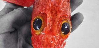 12871406993_6fbc079a9d_o