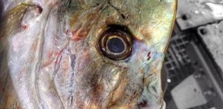 13077245993_d8532d9d0b_o