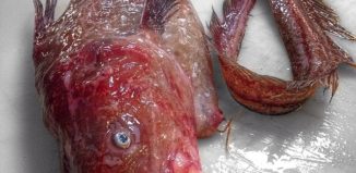 13461243473_25fb82de90_o