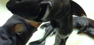 13733548175_fe9629a8c2_o