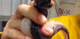 морски твари