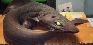 3B8C411900000578-0-image-a-37_1482274469846