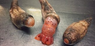 3B8C420100000578-0-image-a-32_1482274447265 (1)