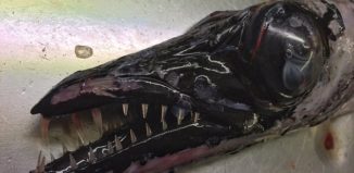 3B8C420900000578-0-image-a-31_1482274442915