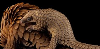 Африкански белокоремен люспеник