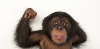 Шимпанзе