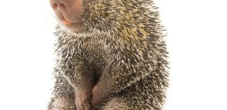 Бразилско морско свинче