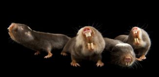 Fukomys damarensis - бозайник, разпространен в Африка