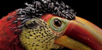 Тукан арасари