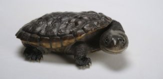 Змиеглава костенурка