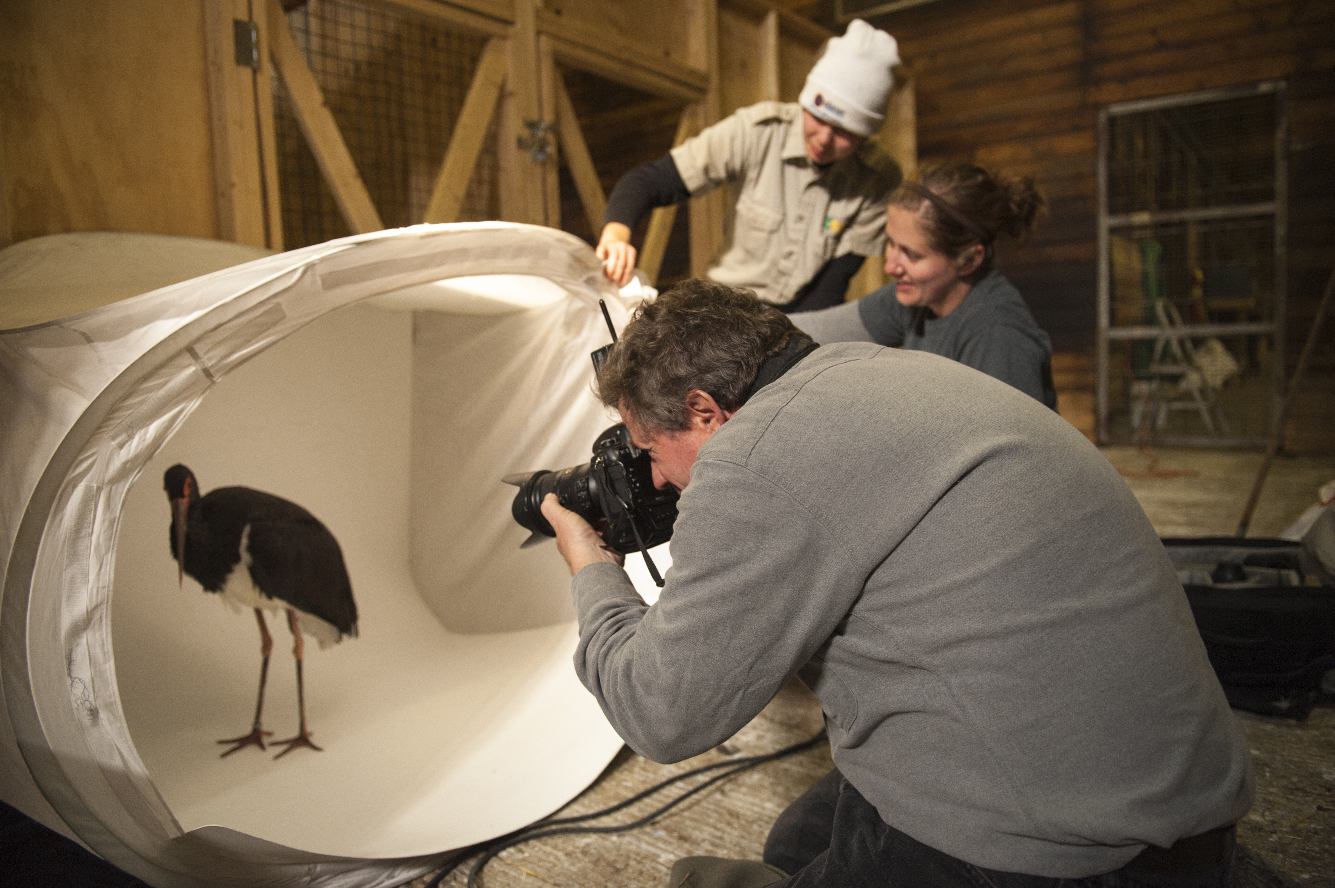national-geographic-photographer-joel-sartore-photographs-a-black-stork-for-his-photo-ark-project-during-a-visit-to-fort-wayne