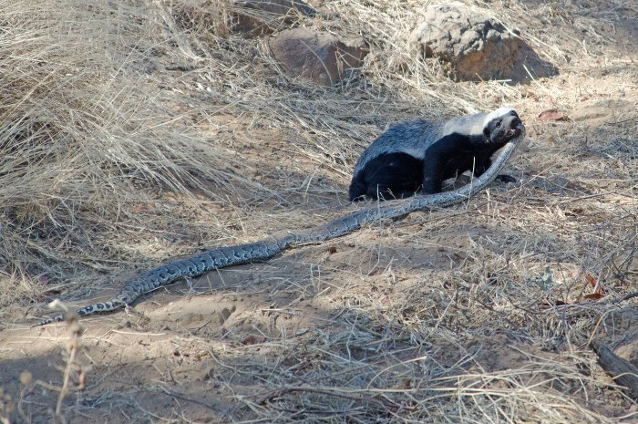 honey-badger-snake.jpg