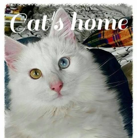 Cat's home