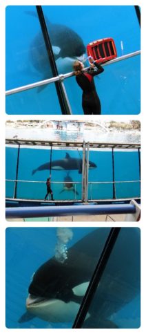 Marineland