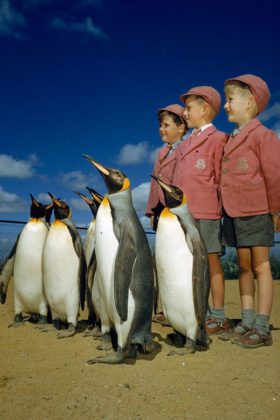 кралски пингвини
